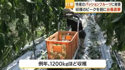 台風6号被害】奄美大島のパッションフルーツ、100キロ落下し廃棄 出荷