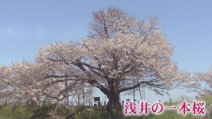 樹齢110年の一本桜 水面に映る 逆さ桜 もまた優美 福岡