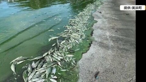 「臭いがすごくて」湖畔に死骸が8.5トン　三方五湖で魚が大量死　塩害や硫黄臭…福井県内随一の観光地で相次ぐ異変