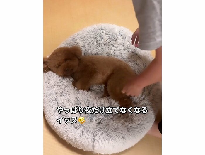夜だけ立てなくなるイッヌ(提供:Leo トイプードルさん)