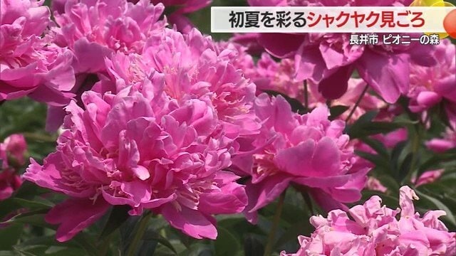 大輪ゆえ見ごたえ十分