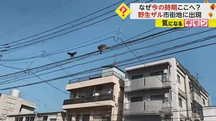 そこに、カラスが飛んできた