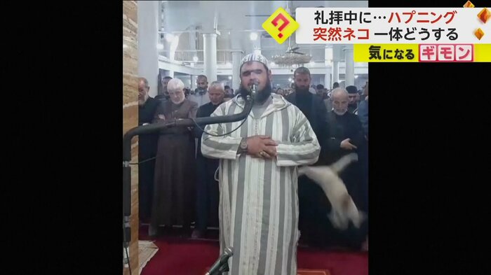 ネコが肩から降りた（The Official Page Of Sheikh Walid Mehsas）