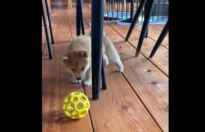 おもちゃのボールを警戒するミコシくん
