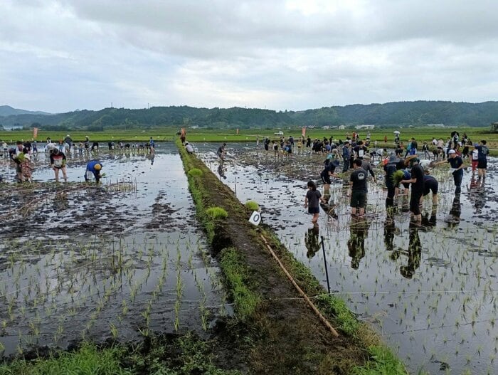 2026年の田植えの様子