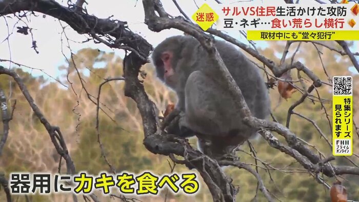柿の木の枝をたぐり寄せていた