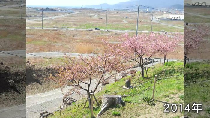 街の復興を見守ってきた浄土寺の桜(2014年)