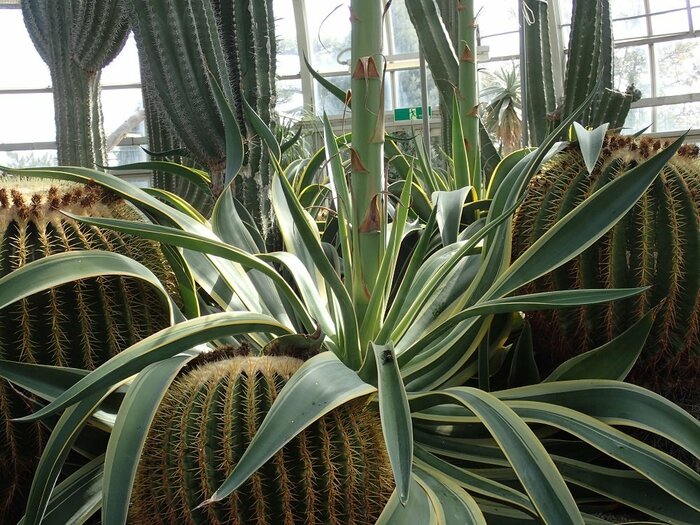 開花時の根本の様子(手柄山温室植物園提供)