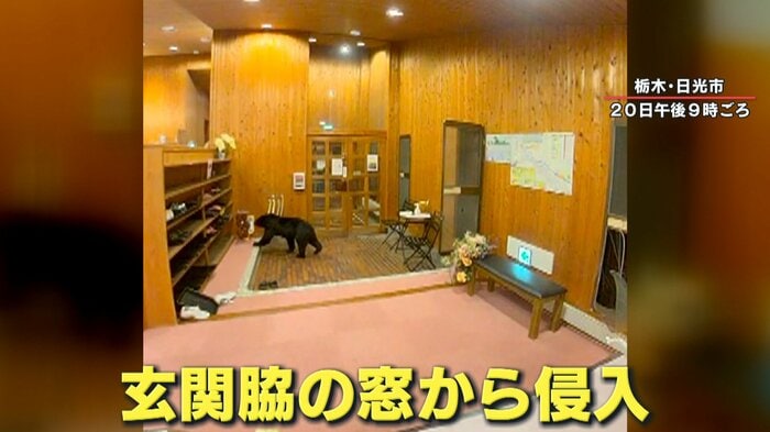 玄関を徘徊するクマ