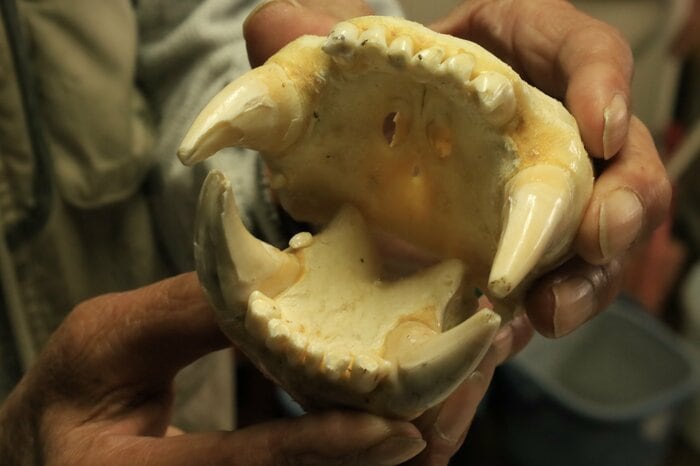 クマのキバ（イメージ）