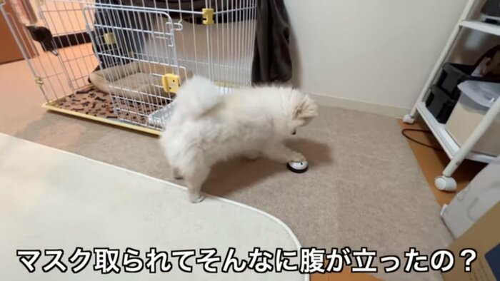 飼い主さんのマスクを持って逃げたペコちゃん、取り返されてご立腹のベル鳴らし