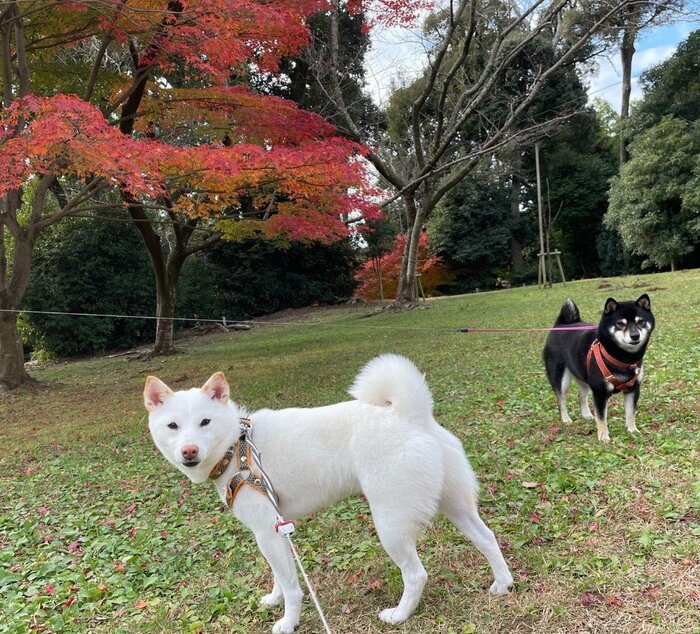 提供:柴犬のくぅとそらさん