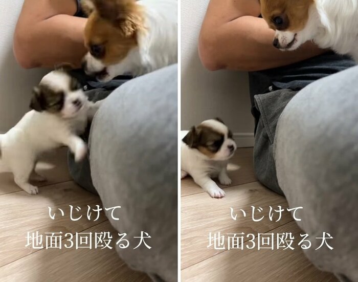 からしちゃんの一喝!