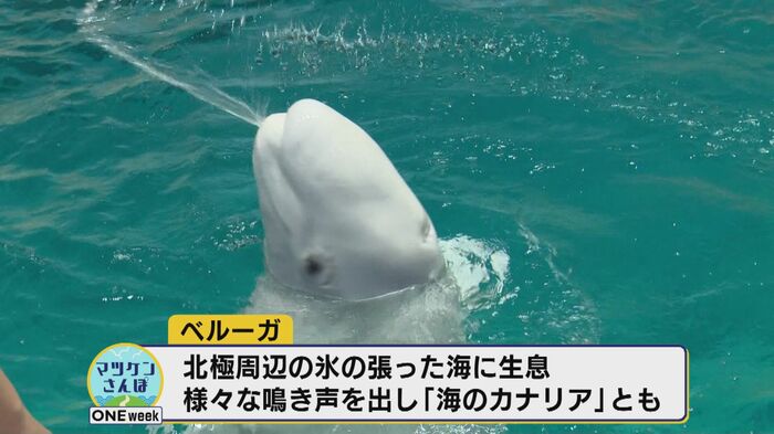 口から水を吹き出すベルーガ