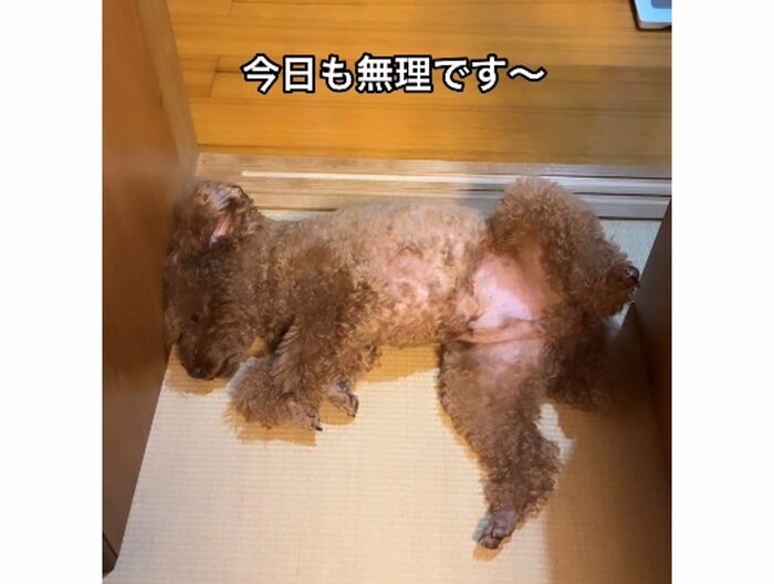 「今日も無理です〜」この日も立てなくなっていた(提供:Leo トイプードルさん)