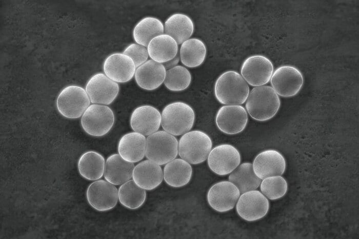 食中毒を起こすブドウ球菌