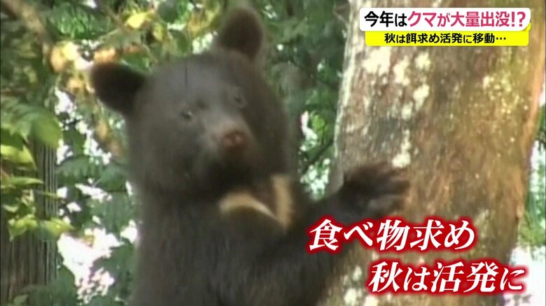 ことしは秋からクマが大量出没の恐れ　要因は山でのドングリ不良　住宅街では果樹の早めの収穫を呼び掛け【福井発】｜FNNプライムオンライン