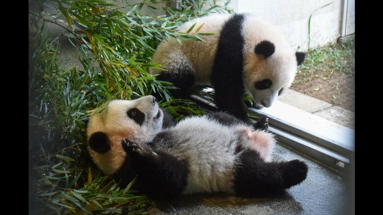 上野動物園･双子の赤ちゃんパンダ　来年1月お披露目も　順調に成長 体重11キロ超に｜FNNプライムオンライン