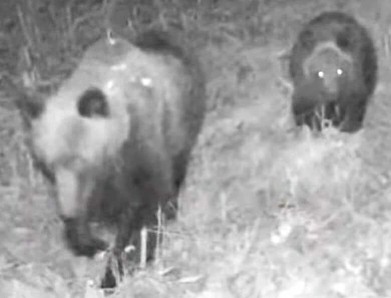 【ヒグマ速報】緊急銃猟も実施された2025年度のクマ駆除数は速報値で963頭…11月も出没続き1000頭を超える可能性大＿2024年度は”過去3番目に多い”1026頭＿人との境界あいまいに＜北海道＞｜FNNプライムオンライン