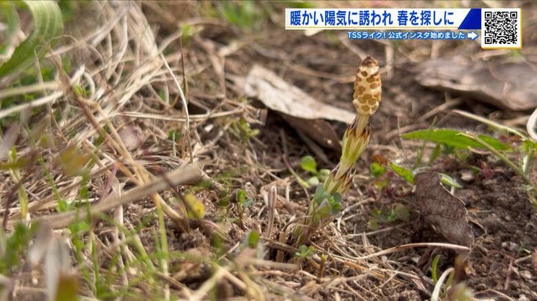 広島にも春の便り　古川の河川敷でツクシ発見！　平和公園でも梅の花が…３連休は気温が上がる予報｜FNNプライムオンライン