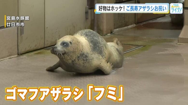 中四国地方で最高齢　ゴマフアザラシ『フミ』ホッケでお祝い「もっと推し（ファン）がついて！」宮島水族館｜FNNプライムオンライン