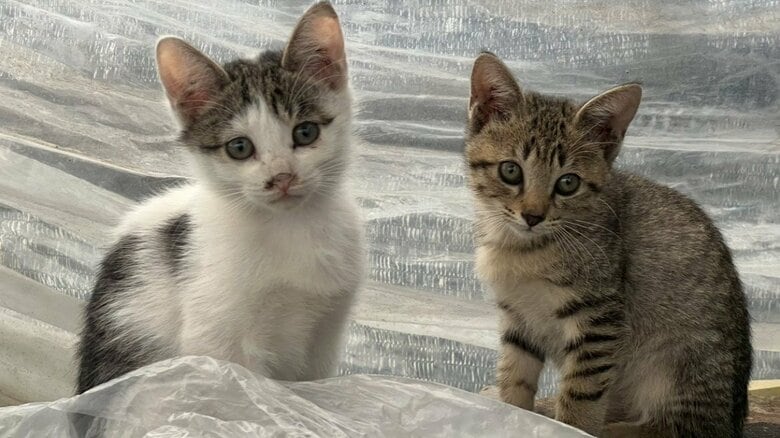 「おまえ、猫飼わんか」イチゴ農園を救った保護猫・コタローが残した縁 悲しみの先ではじまったムギくんとコナツちゃんの物語|FNNプライムオンライン