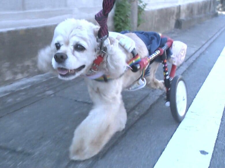 犬たちにもう一度“歩く喜び”を…犬専用のオーダーメイド車いすを製作 モットーは「飼い主もワンちゃんも笑顔に」｜FNNプライムオンライン
