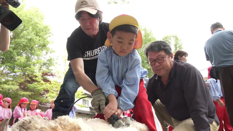 「ふわふわで気持ちよかった」幼稚園児がヒツジの毛刈り体験　夏に向けサッパリ！　広島・三次市｜FNNプライムオンライン