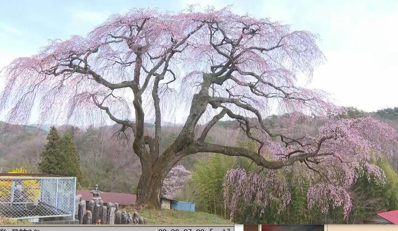 今の姿は今年で見納め…樹齢400年以上のシダレザクラ　幹に3、4センチの亀裂　枝2本を切り落とし、裂け目を保護する治療へ｜FNNプライムオンライン