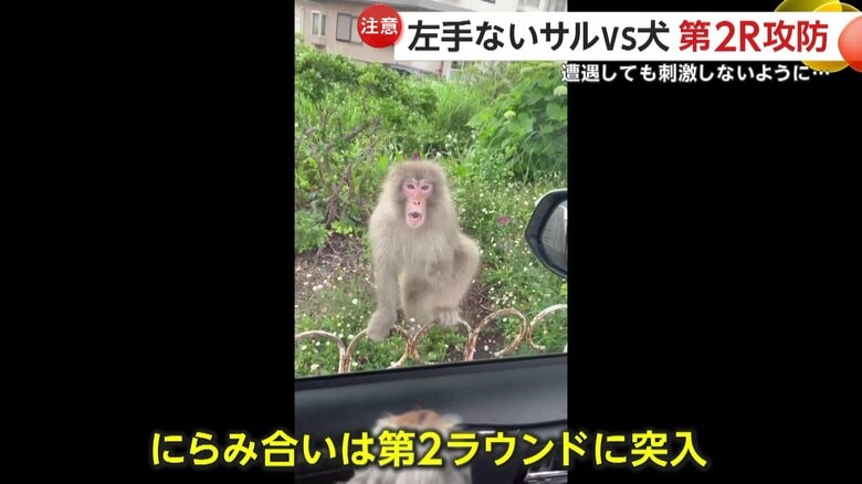 【速報】左手のないサルに女性がふくらはぎを噛まれ救急搬送…サルは逃走中　埼玉・狭山市｜FNNプライムオンライン