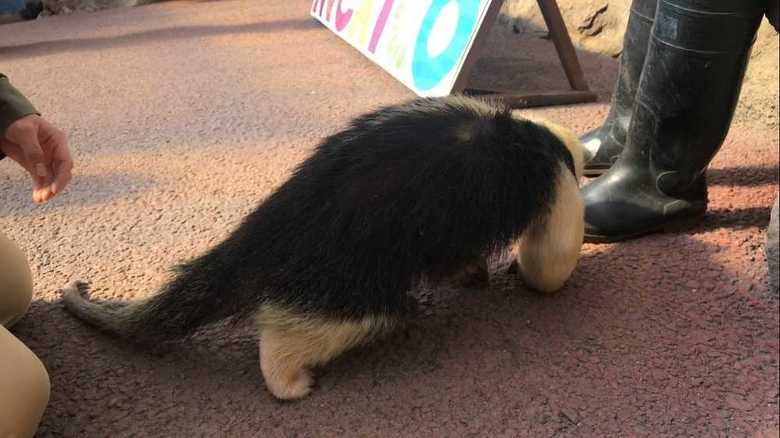 やはり飼育員さんの靴が気になる?(画像:伊豆シャボテン動物公園)