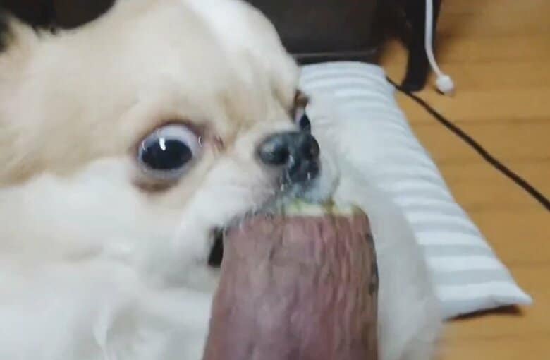 すごい勢いで食べ進めている