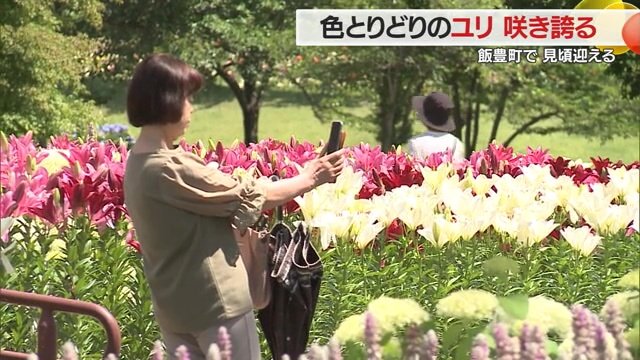花の写真を撮る女性