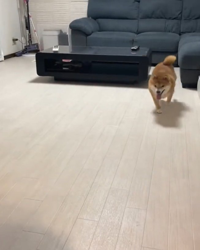 逃げるおからちゃんを追いかけるうにくん（提供：うにandおからさん）