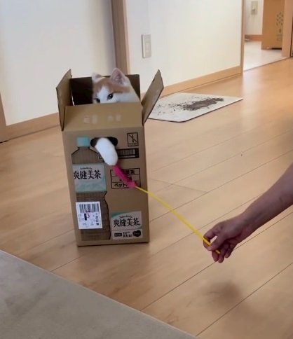 飼い主さんと遊ぶのが大好きなうりくん
