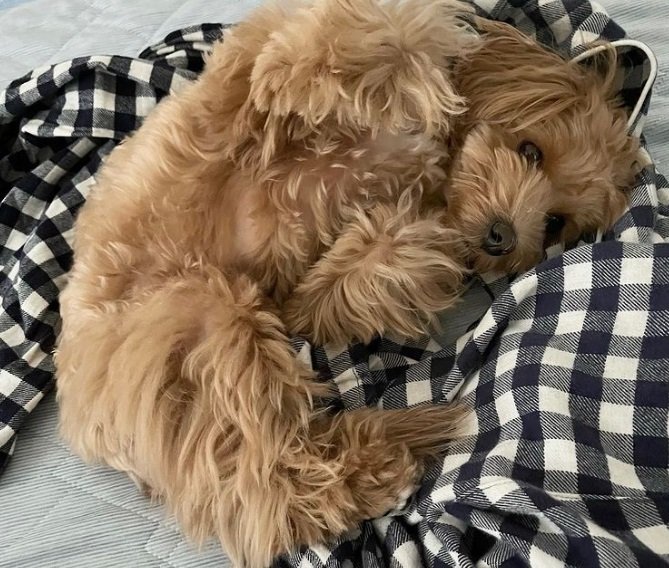 リラックス中のマルちゃん