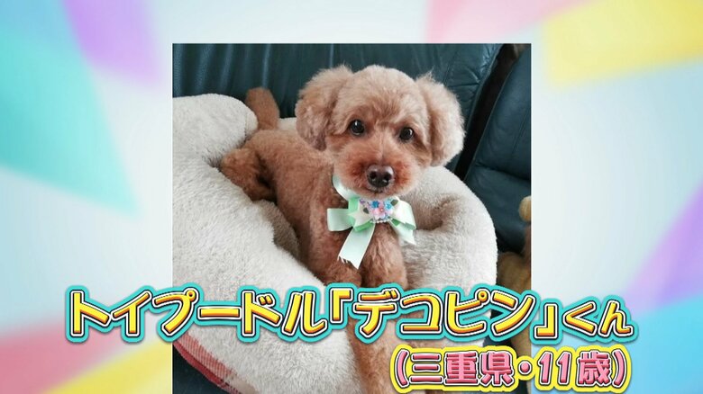 三重に住むトイプードルの「デコピン」くん　11歳