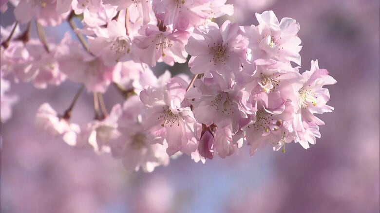 福島県有数の桜の名所