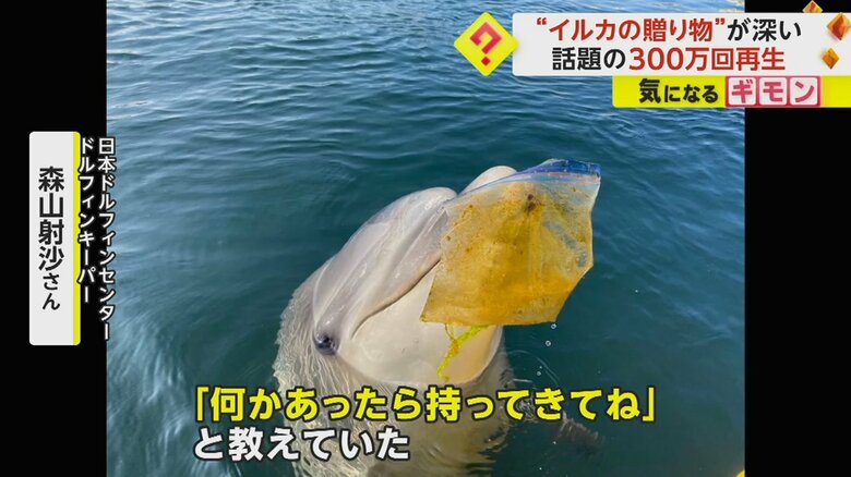外から流れてきたゴミをくわえるイルカ