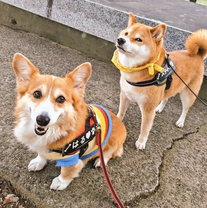 提供：柴犬スティーブch【コーギーと猫を添えて】さん