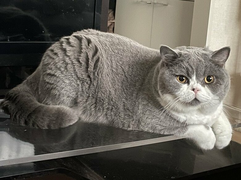 八海山くん（提供：八海山くんの飼い主さんTwitterアカウント）