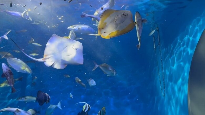 大水槽にはアカエイとエイの仲間のホシエイが飼育されている（提供：浜名湖体験学習施設ウォット）