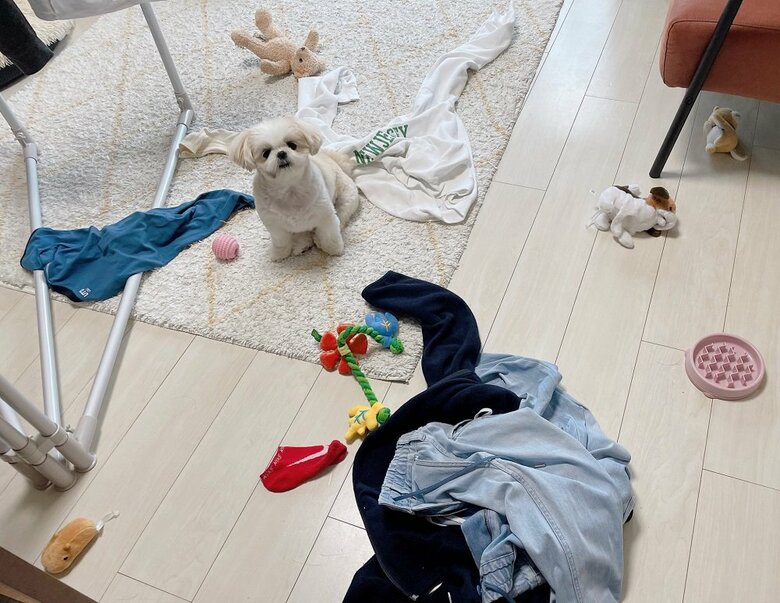 いろいろと持ってきて遊んでアピール