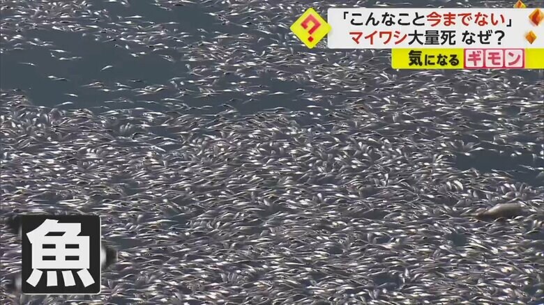 海面を埋め尽くすように浮かぶマイワシの死骸