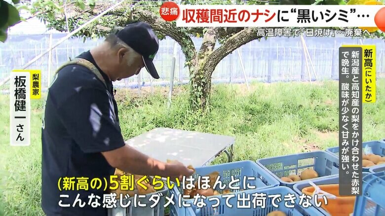 被害状況を話す梨農家・板橋健一さん