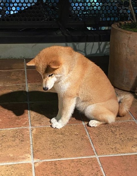 提供：柴犬こむぎさん