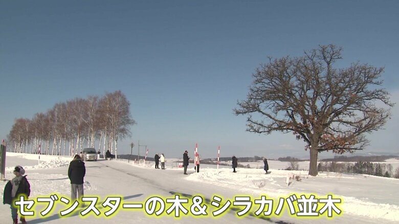 「セブンスターの木」（右）と「シラカバ並木」（左）