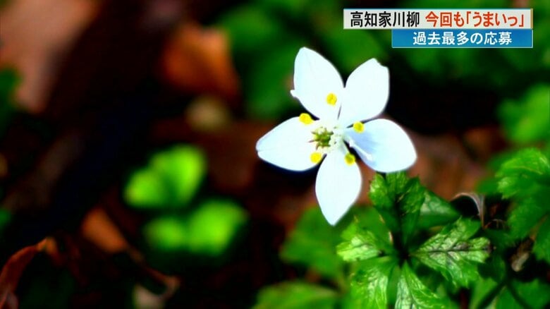 高知が舞台の朝ドラ効果が多かったという