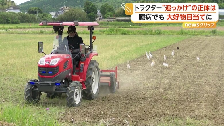 この時期限定の“ごちそう”目当てにやってきていたシラサギ