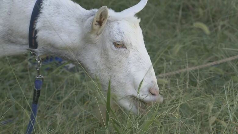 草を食べるヤギ